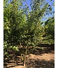 Feuer-Ahorn 'Ginnala' - Mehrstämmig | Acer tataricum 'Ginnala' Feuer-Ahorn 'Ginnala' - Mehrstämmig | Acer tataricum 'Ginnala'