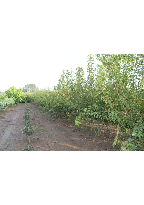 Feuer-Ahorn 'Ginnala' - Mehrstämmig | Acer tataricum 'Ginnala'