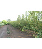 Feuer-Ahorn 'Ginnala' - Mehrstämmig | Acer tataricum 'Ginnala' Feuer-Ahorn 'Ginnala' - Mehrstämmig | Acer tataricum 'Ginnala'