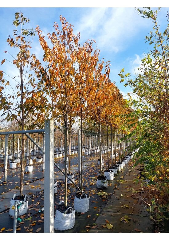 Zierkirsche 'Umineko' | Prunus 'Umineko'