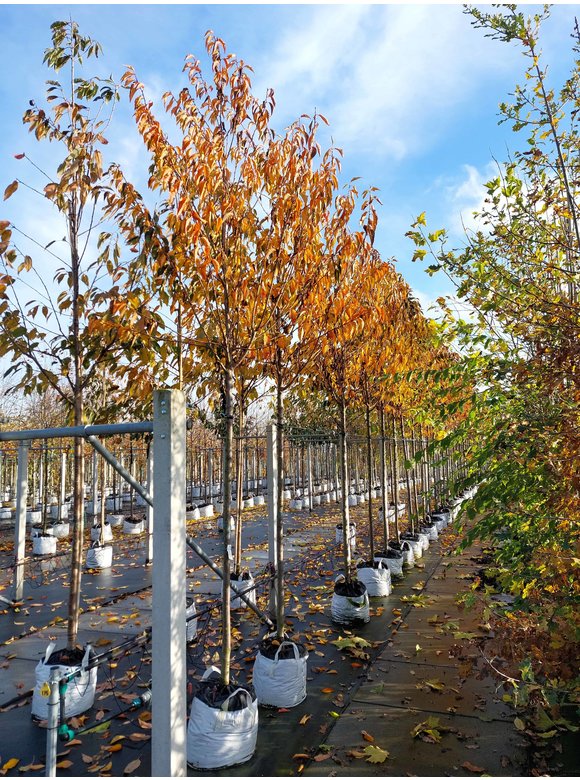 Zierkirsche 'Umineko' | Prunus 'Umineko' Zierkirsche 'Umineko' | Prunus 'Umineko'