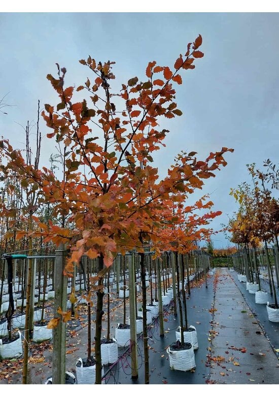 Hainbuche 'Rockhampton Red' | Carpinus betulus 'Rockhampton Red'