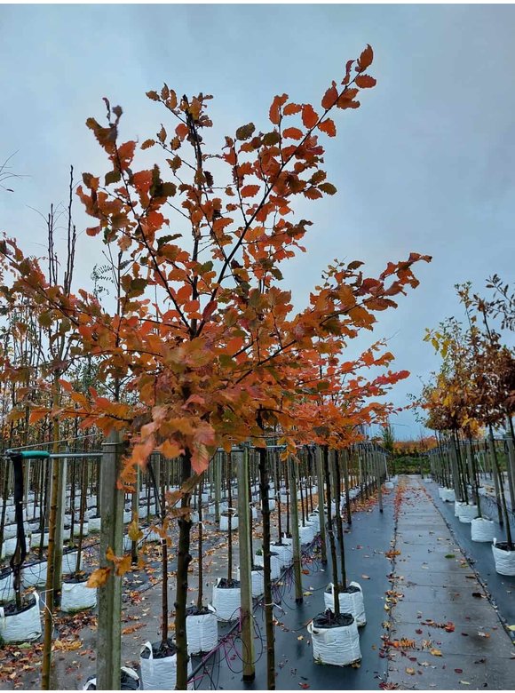 Hainbuche 'Rockhampton Red' | Carpinus betulus 'Rockhampton Red' Hainbuche 'Rockhampton Red' | Carpinus betulus 'Rockhampton Red'