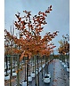 Hainbuche 'Rockhampton Red' | Carpinus betulus 'Rockhampton Red'