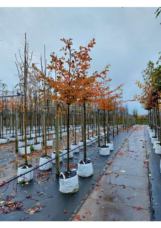 Hainbuche 'Rockhampton Red' | Carpinus betulus 'Rockhampton Red'