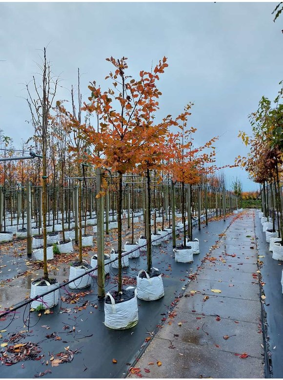 Hainbuche 'Rockhampton Red' | Carpinus betulus 'Rockhampton Red' Hainbuche 'Rockhampton Red' | Carpinus betulus 'Rockhampton Red'