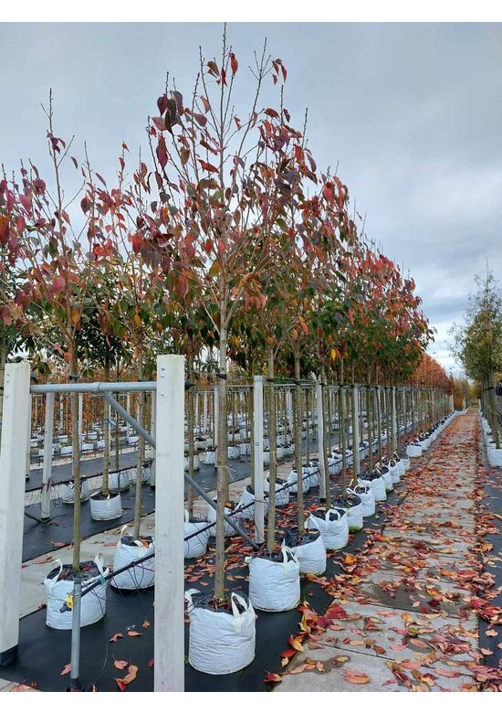 Japanische Blütenkirsche 'Kanzan' | Prunus serrulata 'Kanzan'