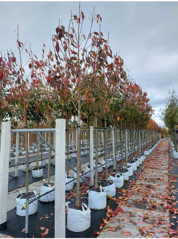 Japanische Nelkenkirsche 'Kanzan' | Prunus serrulata 'Kanzan' Japanische Nelkenkirsche 'Kanzan' | Prunus serrulata 'Kanzan'