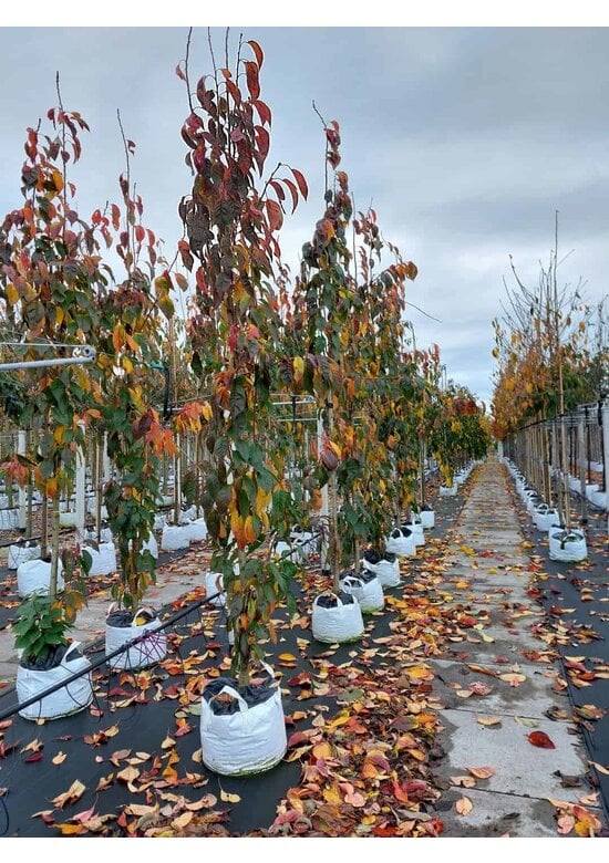 Japanische Säulenkirsche 'Amanogawa' | Prunus serrulata 'Amanogawa'