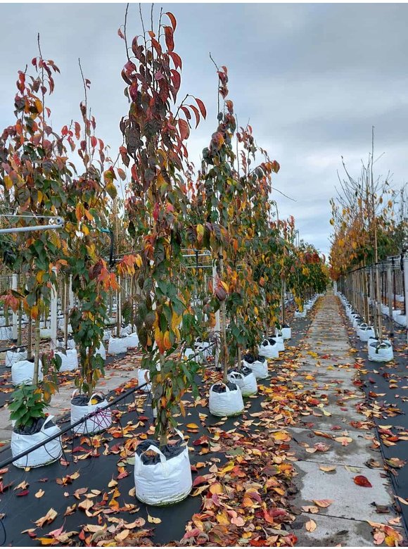Japanische Säulenkirsche 'Amanogawa' | Prunus serrulata 'Amanogawa' Japanische Säulenkirsche 'Amanogawa' | Prunus serrulata 'Amanogawa'