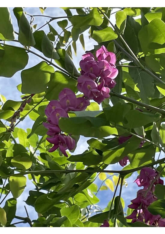 Rotblühende Akazie 'Casque Rouge' | Robinia margaretta 'Casque Rouge'