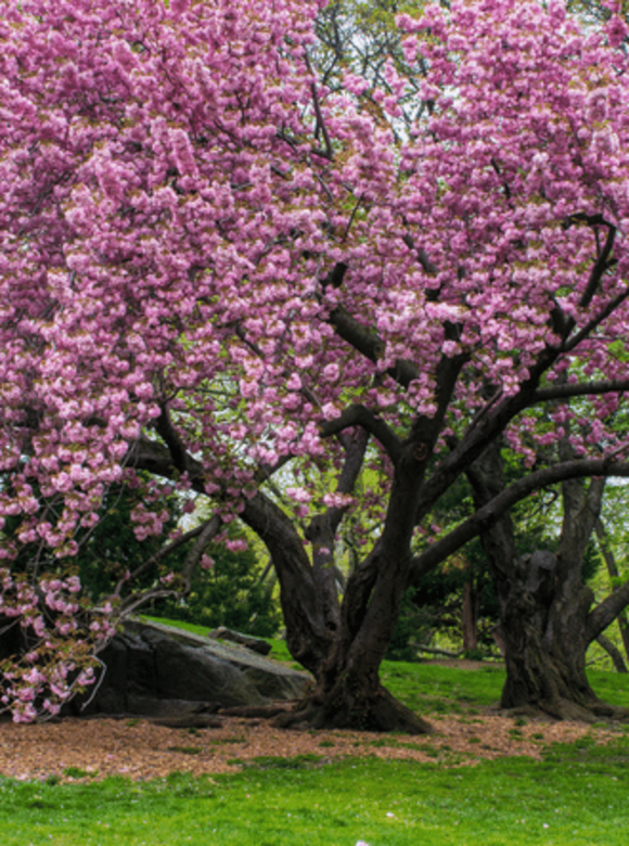 Japanische Nelkenkirsche - Japanische Blütenkirsche 'Kanzan' - Mehrstämmig | Prunus serrulata 'Kanzan' Japanische Nelkenkirsche - Japanische Blütenkirsche 'Kanzan' - Mehrstämmig | Prunus serrulata 'Kanzan'