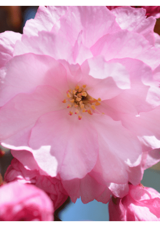 Japanische Nelkenkirsche 'Kanzan' - mehrstämmig | Prunus serrulata 'Kanzan'