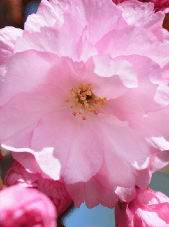 Japanische Nelkenkirsche - Japanische Blütenkirsche 'Kanzan' - Mehrstämmig | Prunus serrulata 'Kanzan' Japanische Nelkenkirsche - Japanische Blütenkirsche 'Kanzan' - Mehrstämmig | Prunus serrulata 'Kanzan'