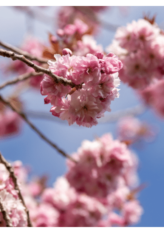 Japanische Nelkenkirsche 'Kanzan' - mehrstämmig | Prunus serrulata 'Kanzan'
