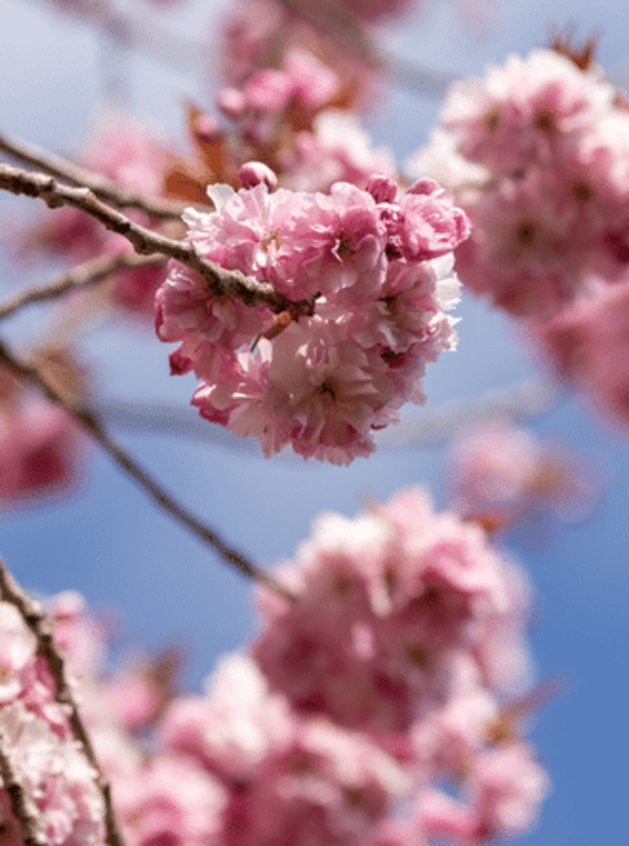 Japanische Nelkenkirsche - Japanische Blütenkirsche 'Kanzan' - Mehrstämmig | Prunus serrulata 'Kanzan' Japanische Nelkenkirsche - Japanische Blütenkirsche 'Kanzan' - Mehrstämmig | Prunus serrulata 'Kanzan'
