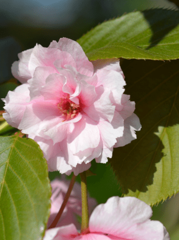 Japanische Nelkenkirsche - Japanische Blütenkirsche 'Kanzan' - Mehrstämmig | Prunus serrulata 'Kanzan' Japanische Nelkenkirsche - Japanische Blütenkirsche 'Kanzan' - Mehrstämmig | Prunus serrulata 'Kanzan'