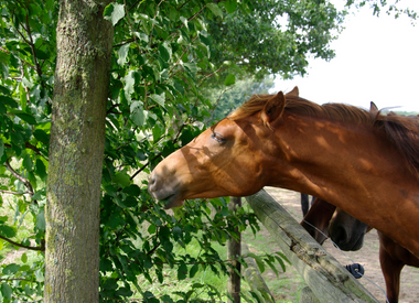 Bäume für Pferdeweiden - Welche Sorten sind geeignet?