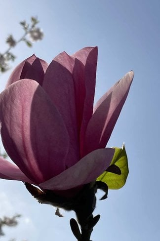 Großblumige Magnolie 'Galaxy' | Magnolia 'Galaxy'