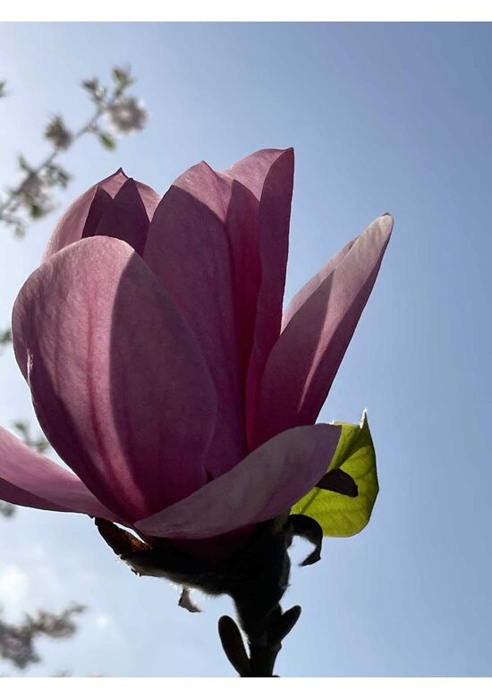 Großblumige Magnolie 'Galaxy' | Magnolia 'Galaxy'