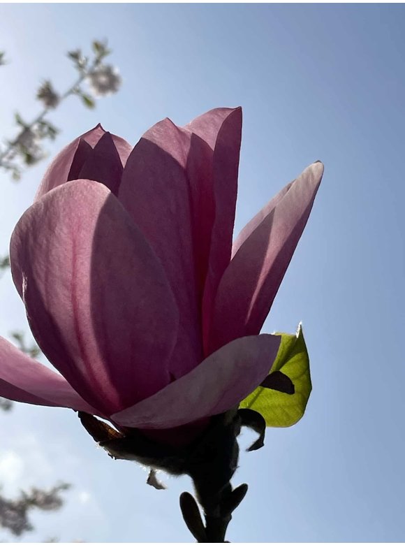 Großblumige Magnolie 'Galaxy' | Magnolia 'Galaxy' Großblumige Magnolie 'Galaxy' | Magnolia 'Galaxy'