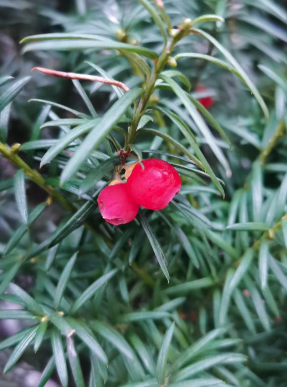Heimische Eibe Ballenware | Taxus baccata Heimische Eibe Ballenware | Taxus baccata