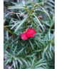 Eibenhecke | Taxus baccata Eibenhecke | Taxus baccata