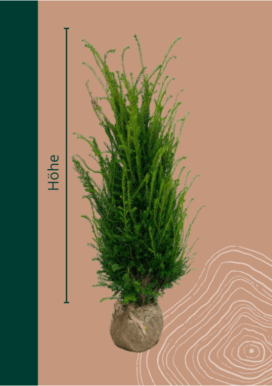 Eibenhecke | Taxus baccata