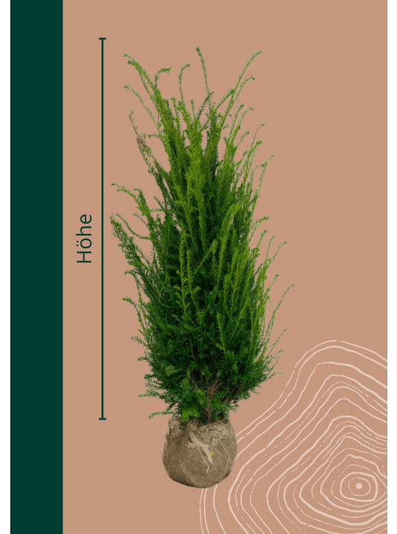Heimische Eibe Ballenware | Taxus baccata Heimische Eibe Ballenware | Taxus baccata