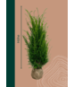 Eibenhecke | Taxus baccata Eibenhecke | Taxus baccata