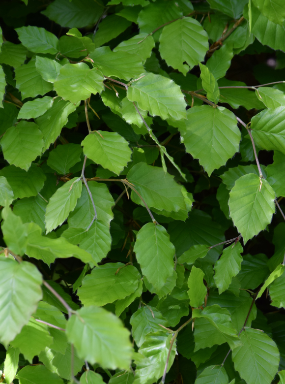 Rotbuche Wurzelware | Fagus sylvatica Rotbuche Wurzelware | Fagus sylvatica