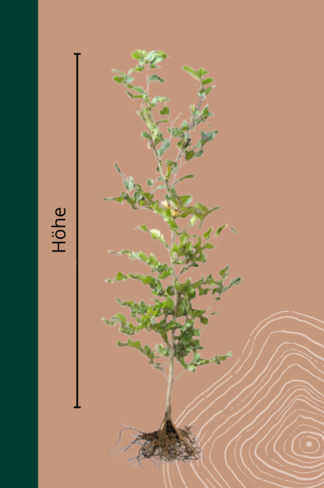 Rotbuche Hecke Wurzelware | Fagus sylvatica Rotbuche Hecke Wurzelware | Fagus sylvatica