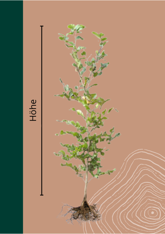 Rotbuche Hecke Wurzelware | Fagus sylvatica