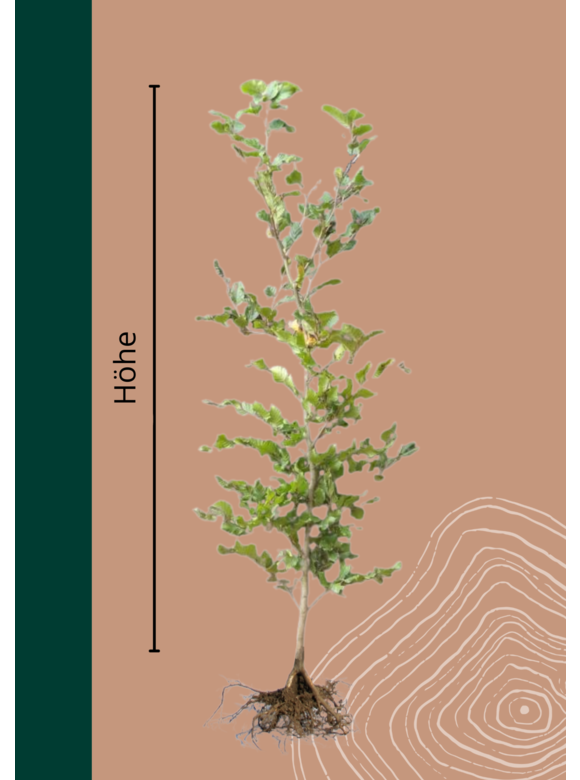 Rotbuche Wurzelware | Fagus sylvatica Rotbuche Wurzelware | Fagus sylvatica