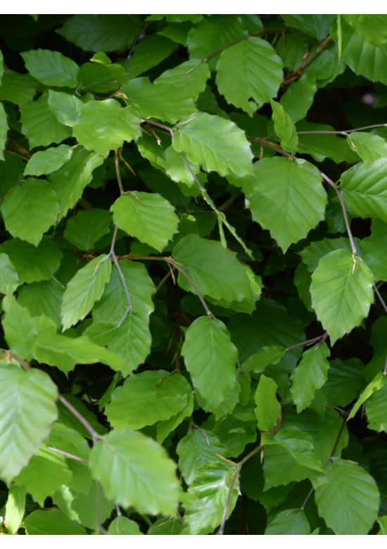 Rotbuche Hecke | Fagus sylvatica