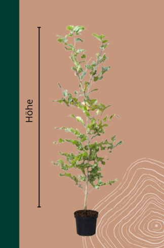 Rotbuche Hecke | Fagus sylvatica