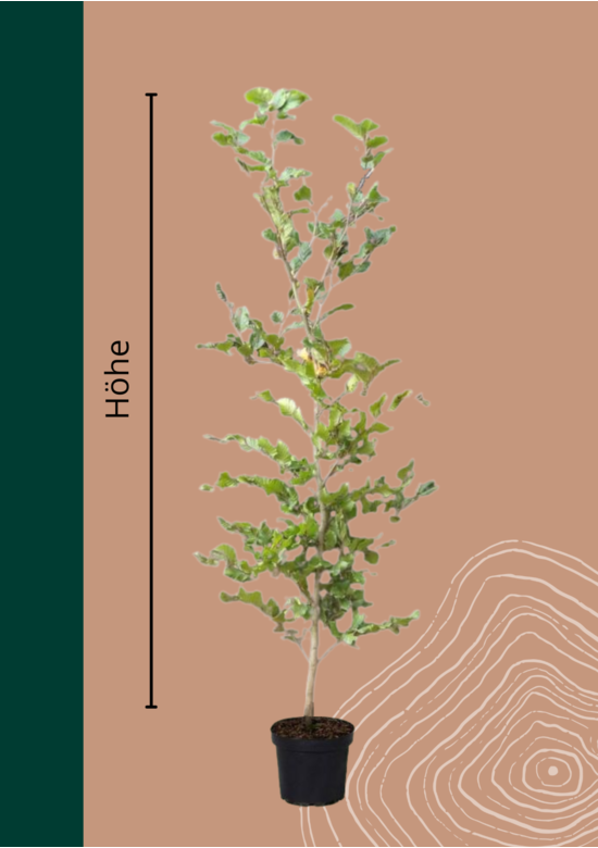 Rotbuche Hecke | Fagus sylvatica
