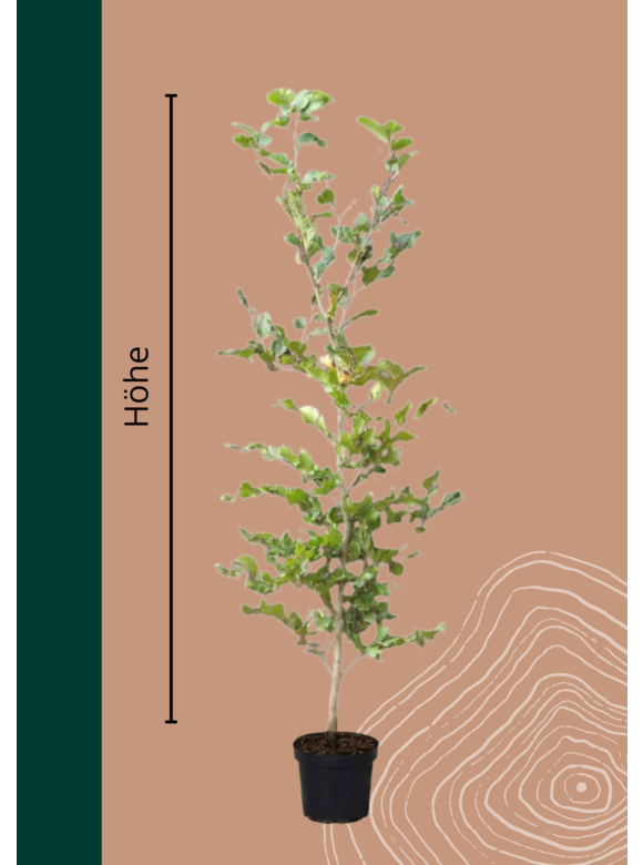 Rotbuche Topf | Fagus sylvatica Rotbuche Topf | Fagus sylvatica
