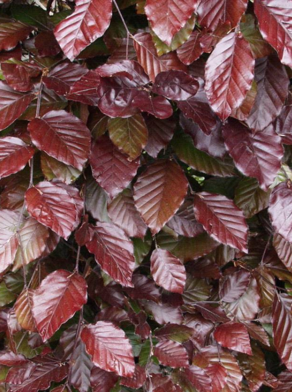 Blutbuche Wurzelware | Fagus sylvatica Atropunicea Blutbuche Wurzelware | Fagus sylvatica Atropunicea