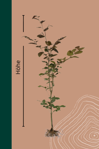 Blutbuche Hecke Wurzelware | Fagus sylvatica 'Atropunicea'