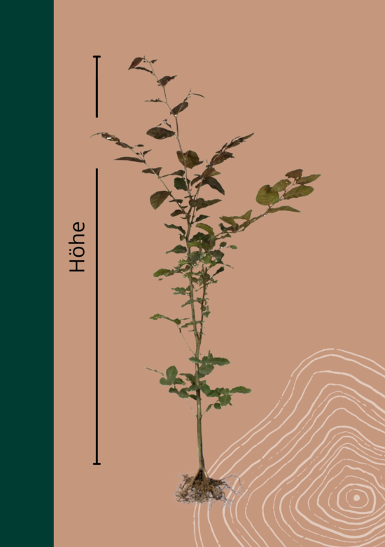 künstliche palme wie echt Künstliche Palmen kaufen | Künstliche Mini-Palme