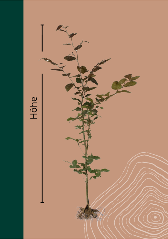 Blutbuche Hecke Wurzelware | Fagus sylvatica 'Atropunicea'