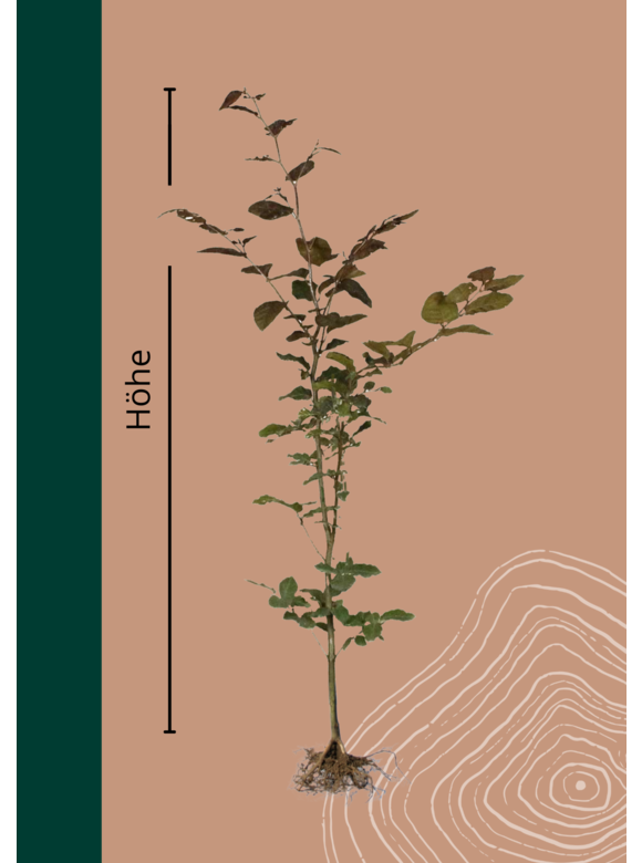 Blutbuche Wurzelware | Fagus sylvatica Atropunicea Blutbuche Wurzelware | Fagus sylvatica Atropunicea