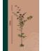 Blutbuche Hecke Wurzelware | Fagus sylvatica 'Atropunicea'