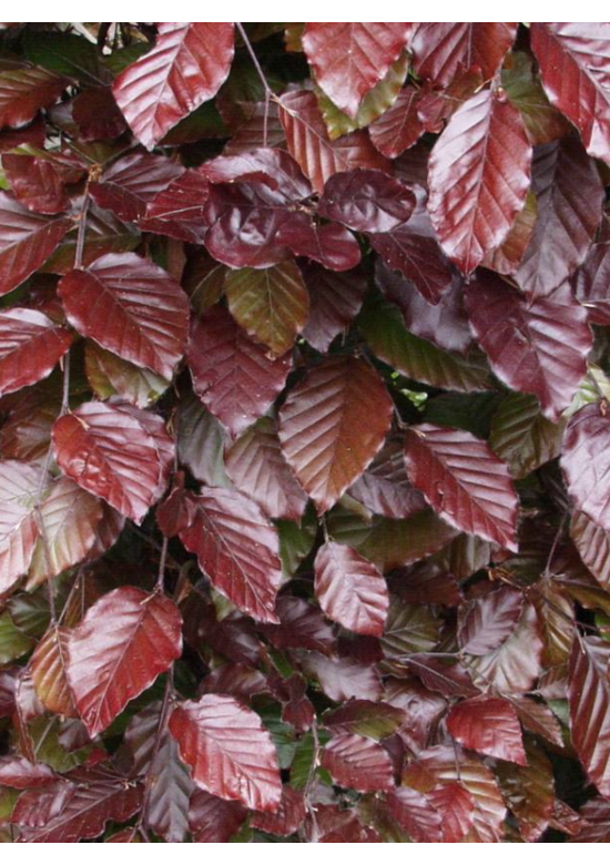 Blutbuche Hecke | Fagus sylvatica 'Atropunicea'