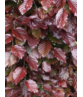 Blutbuche Hecke | Fagus sylvatica 'Atropunicea'