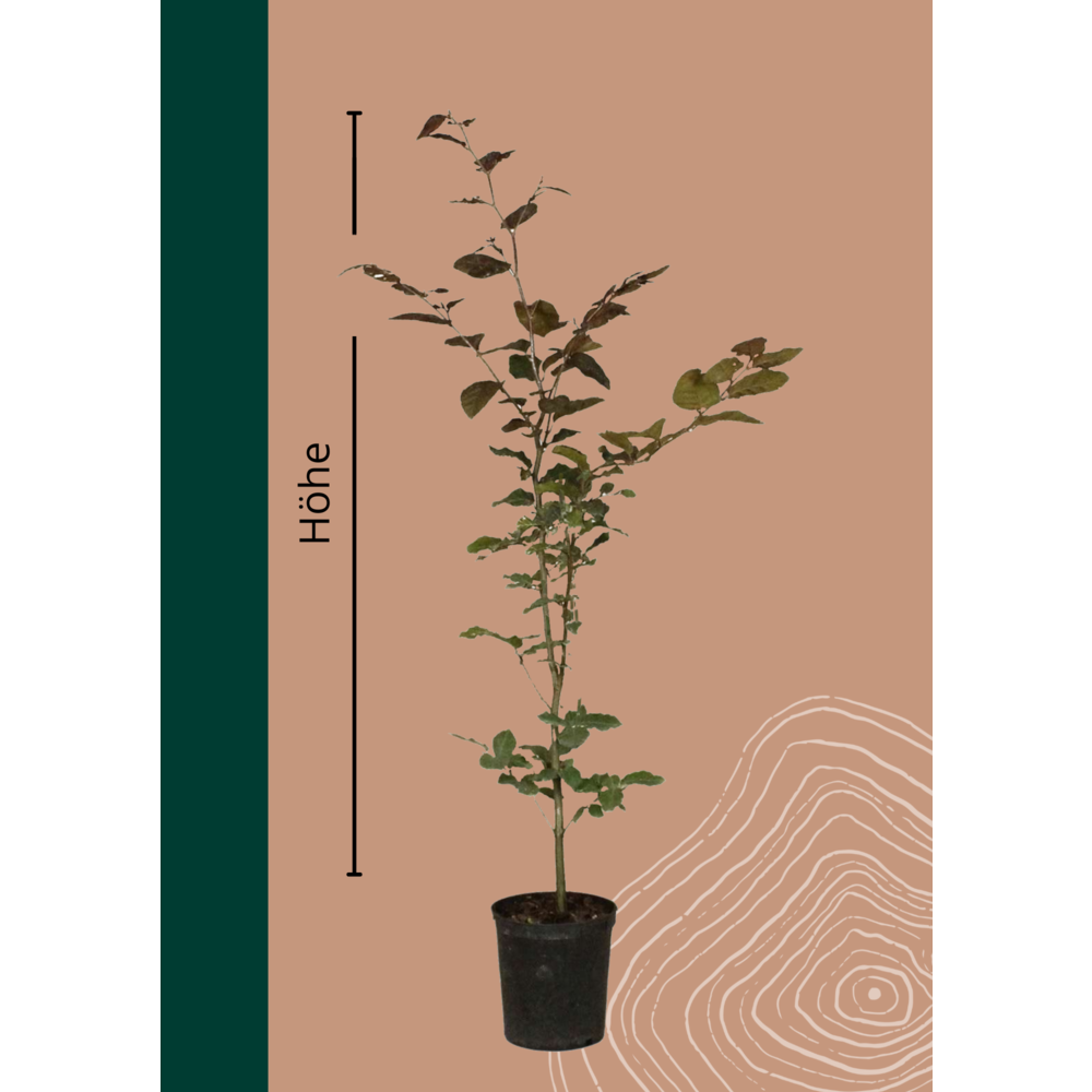 Blutbuche Hecke 'Atropunicea' kaufen? | Qualitt fr Naturliebhaber - Venovi