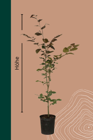 Blutbuche Hecke | Fagus sylvatica 'Atropunicea'
