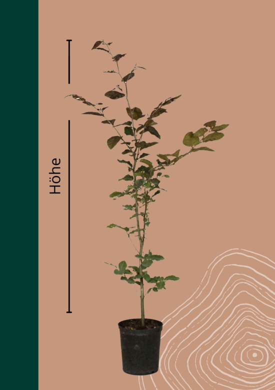 Blutbuche Hecke 'Atropunicea' kaufen? | Qualitt fr Naturliebhaber - Venovi