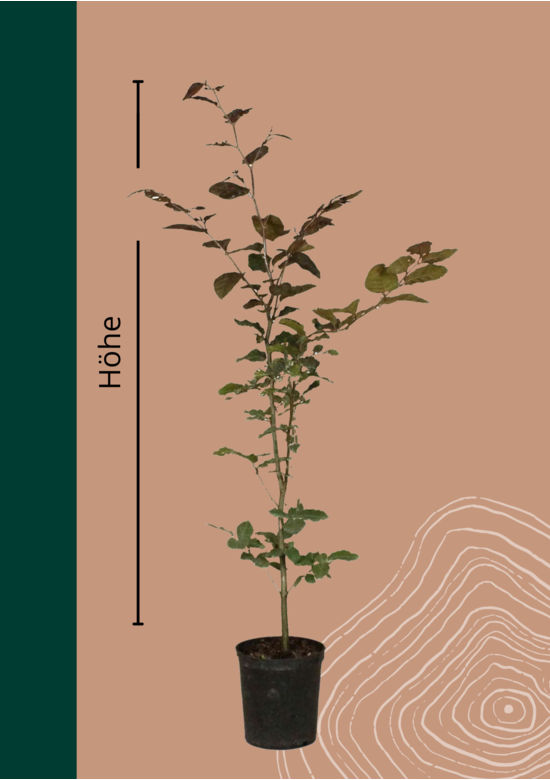 Blutbuche Hecke | Fagus sylvatica 'Atropunicea'